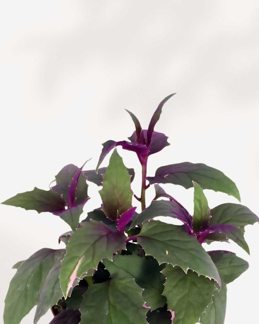 Purple Passion Plant 4" Pot - Small
