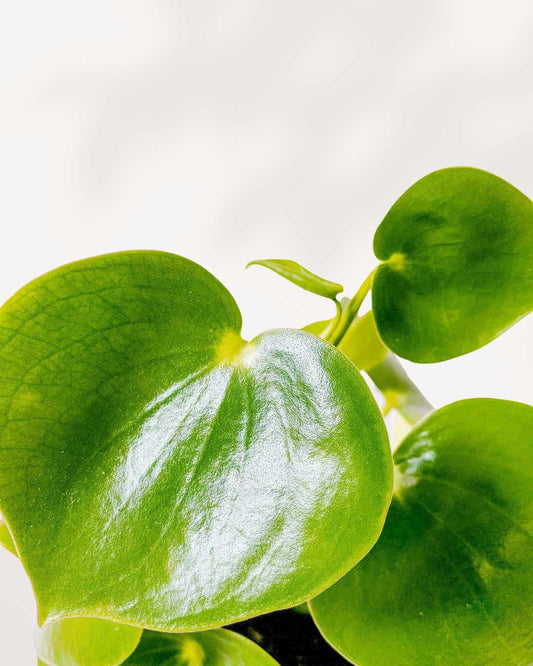Raindrop Peperomia 3.5" Pot - Small