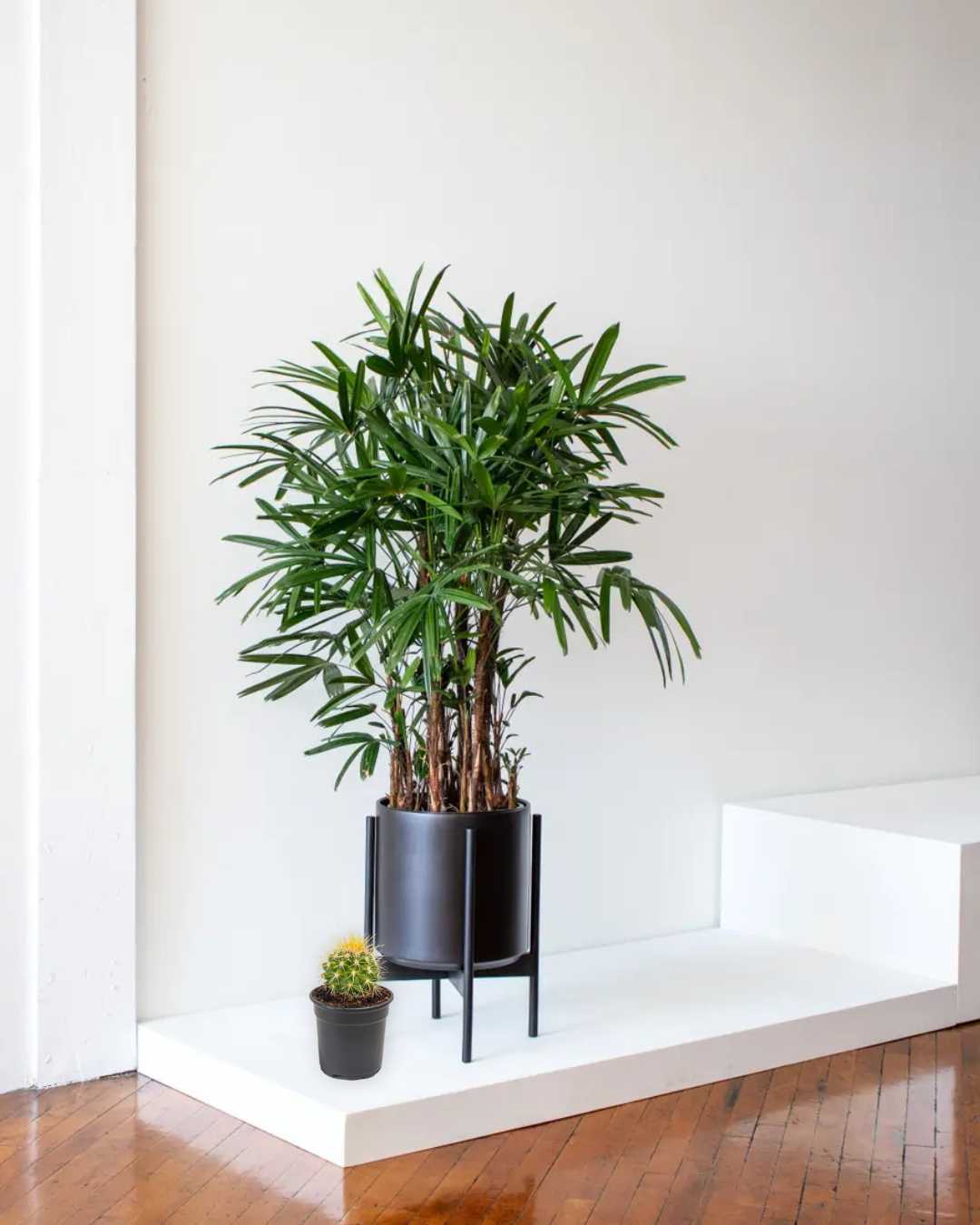 Rhapis Lady Palm plant in a pot