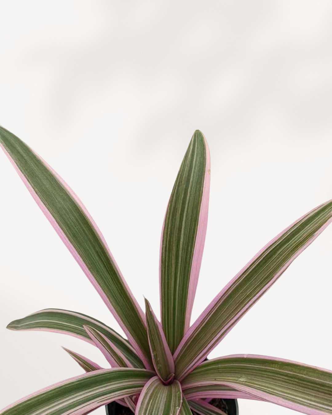 Tradescantia Spathacea