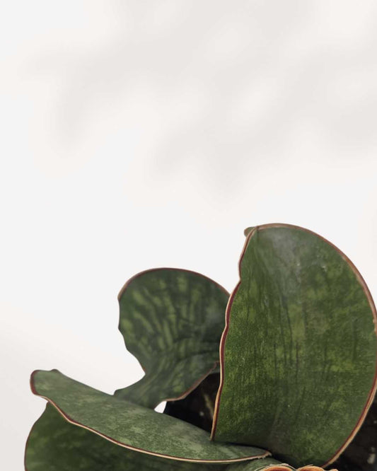 Sansevieria Dragon Wing 4" Pot - Small, front view of arching leaves
