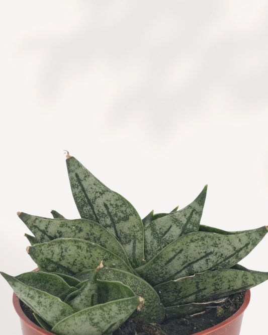 Sansevieria Dwarf Boncel Starfish in nursery pot showing compact flat rosette of thick dark green mottled leaves fanning out in a starfish shape, small beginner-friendly snake plant for desks and shelves Canada
