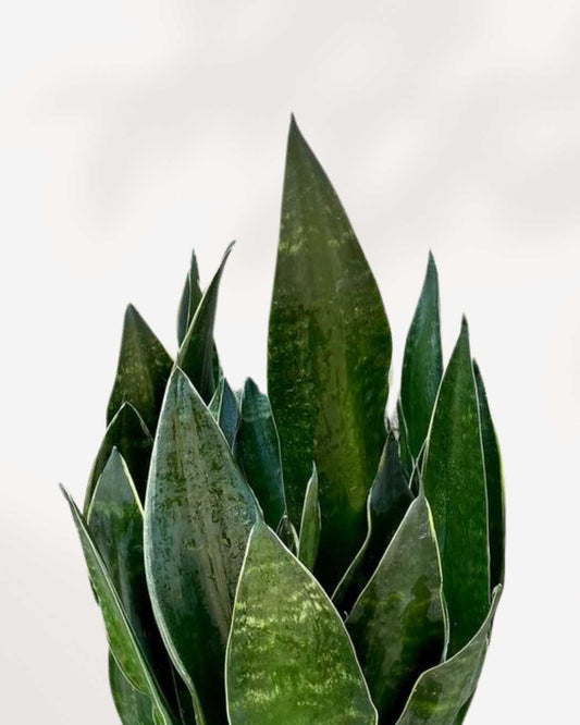 Sansevieria Fabi 6" Pot Medium