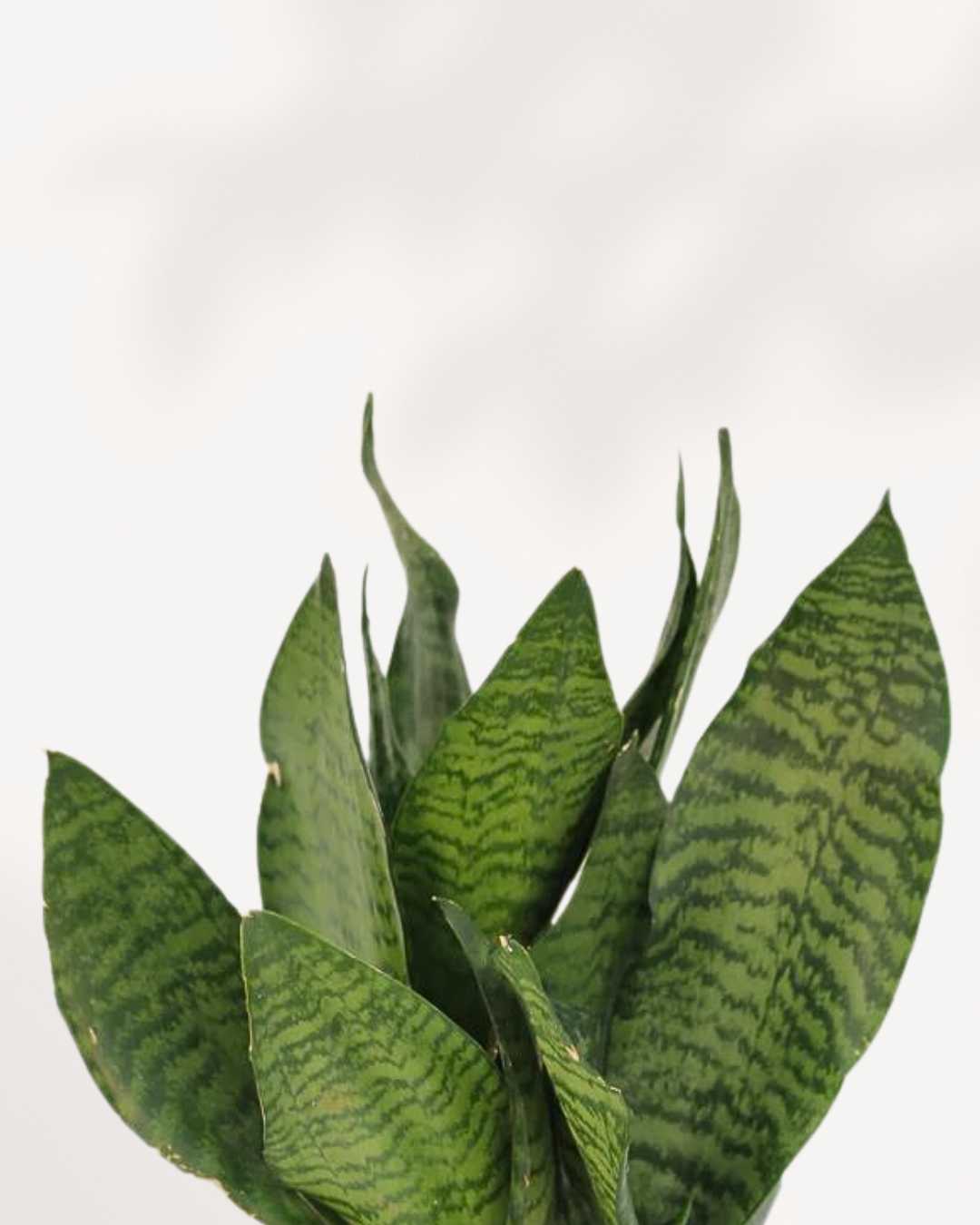 Sansevieria Futura Robusta