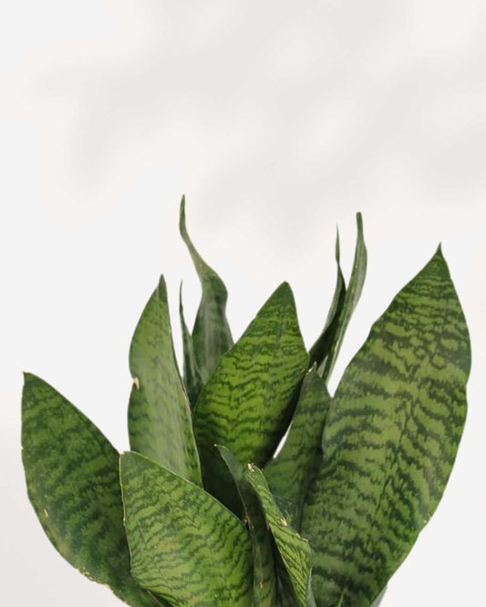 Sansevieria Futura Robusta 4" Pot - Small (Expect some blemishes)