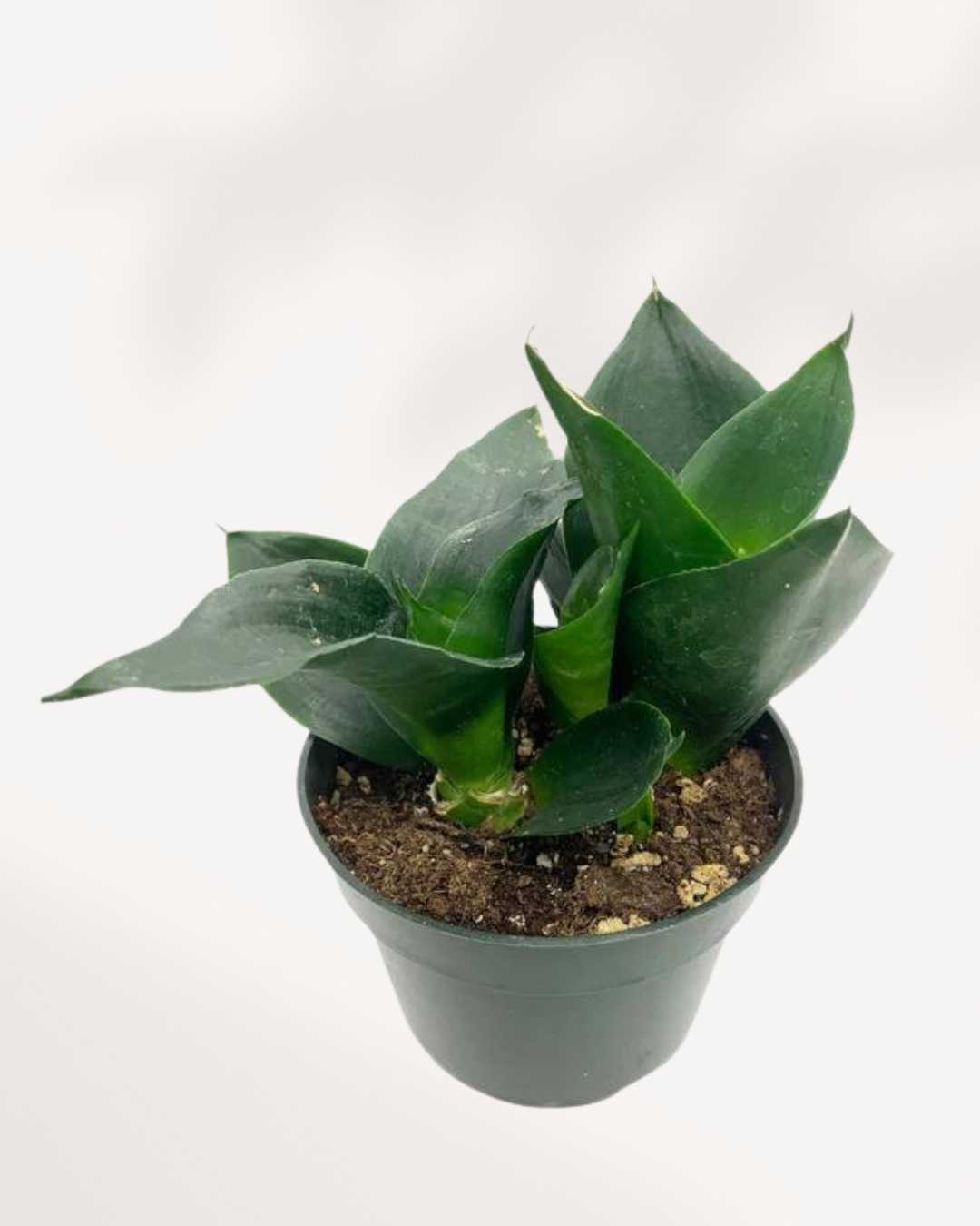 Sansevieria Hahnii Black Jade 6” Pot -Medium