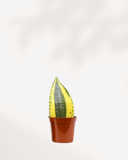 Sansevieria Koi Fin Regular