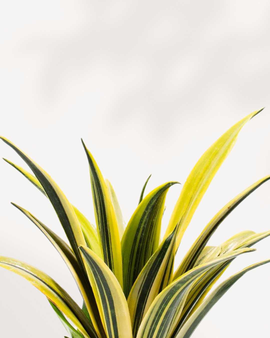 Sansevieria La Rubia