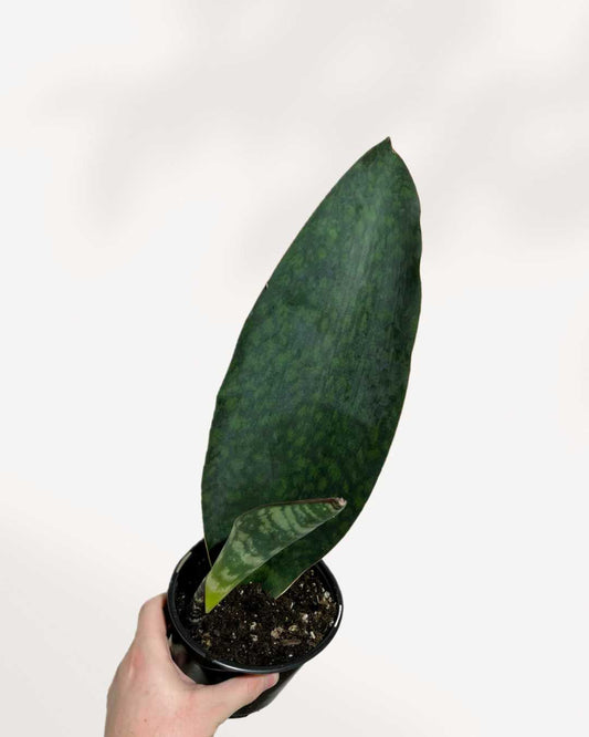 Sansevieria Masoniana Whale Fin