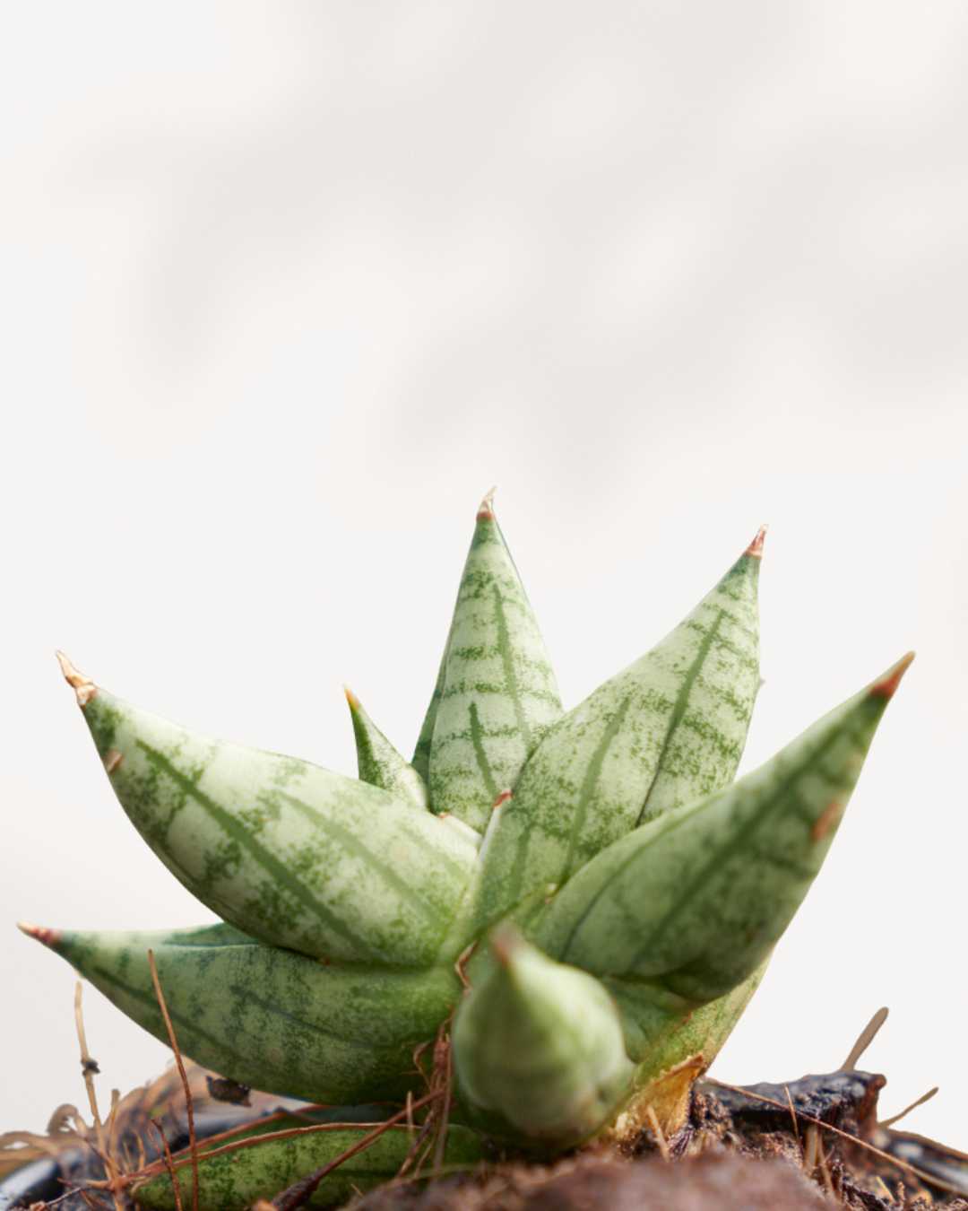 Sansevieria Ming Manee