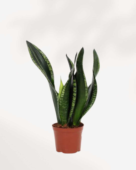 Sansevieria Whitney in a small pot, front view of silver-striped leaves