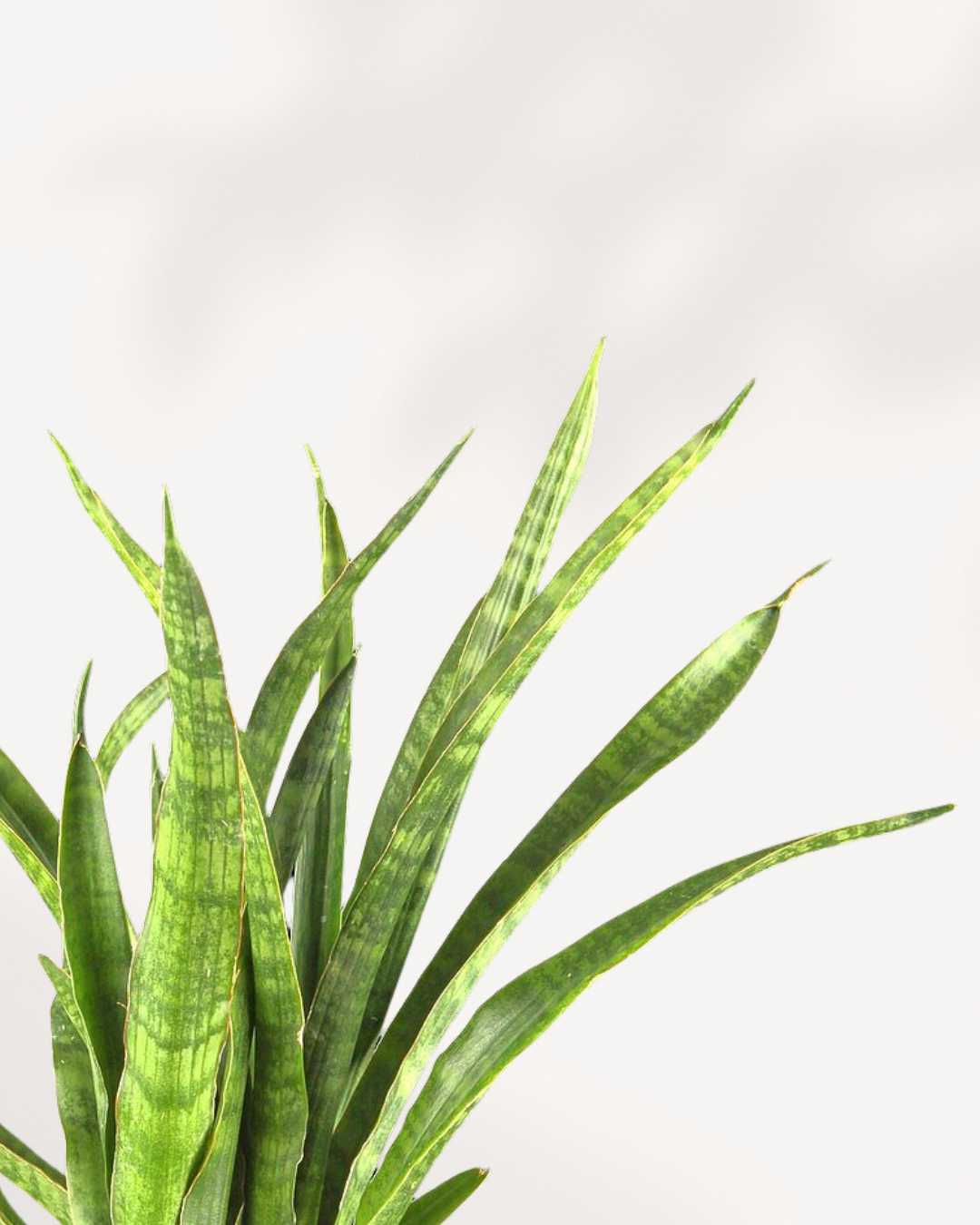Sansevieria Javanica