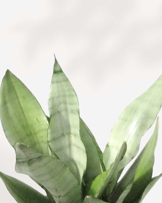 Sansevieria Moonshine 4" Pot - Small (Expect some blemishes)