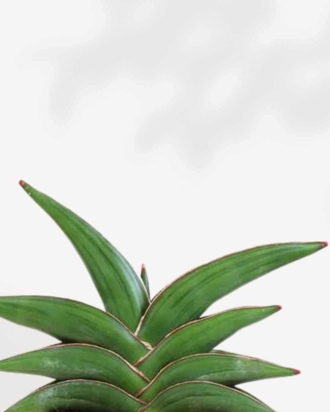 Sansevieria Samouraï