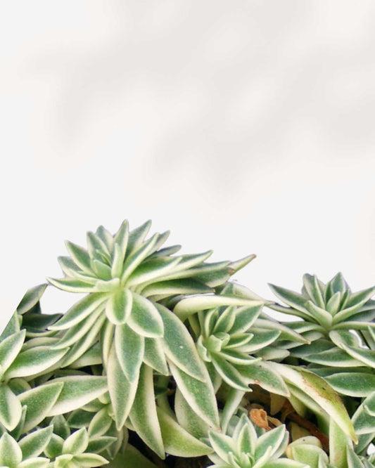 Sedum Variegated 3.5" Pot - Small