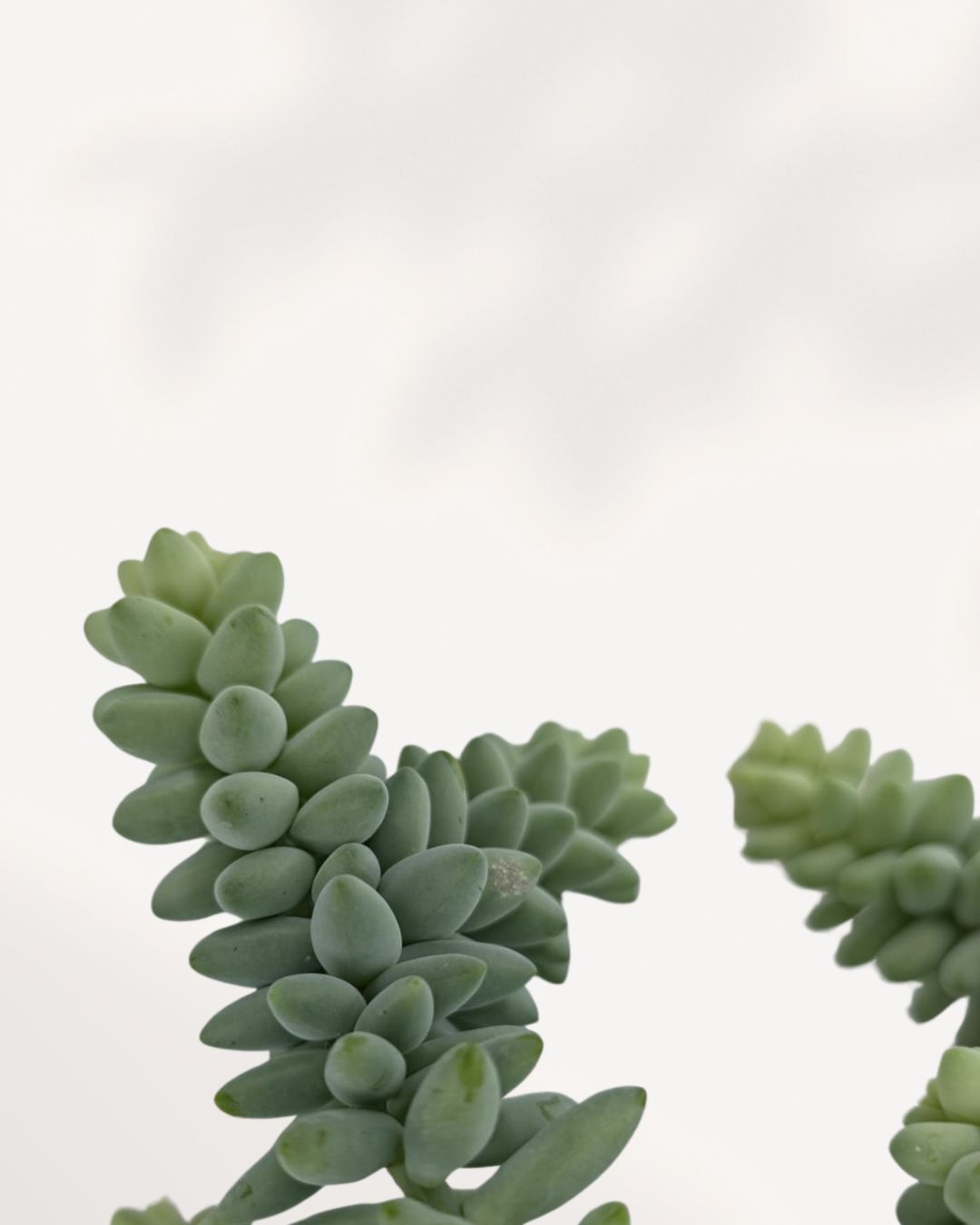 Sedum Burro's Tail