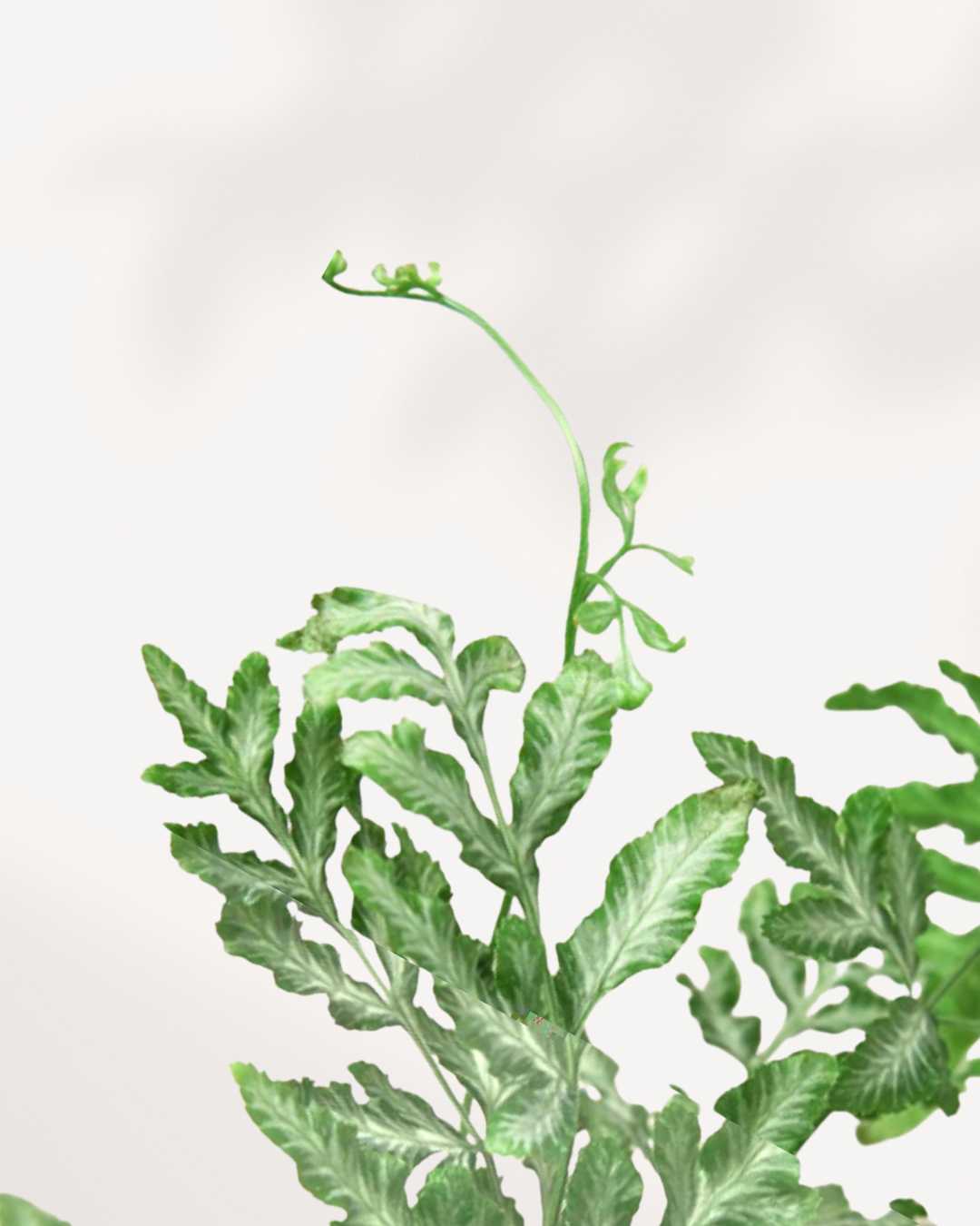 Silver Lace Fern plant in a pot