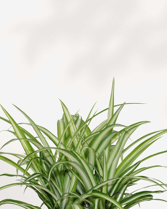 Spider Plant Variegated 3.5" Pot - Small