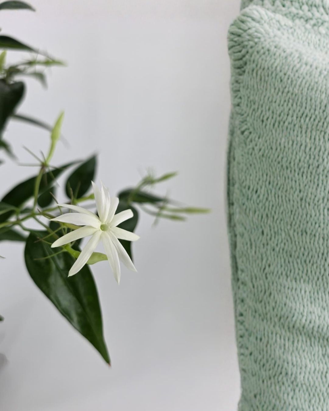 Close up of Star Jasmine flower in 6-7 inch pot, vibrant leaves, aromatic flowering vine, perfect indoor or balcony plant, order online now