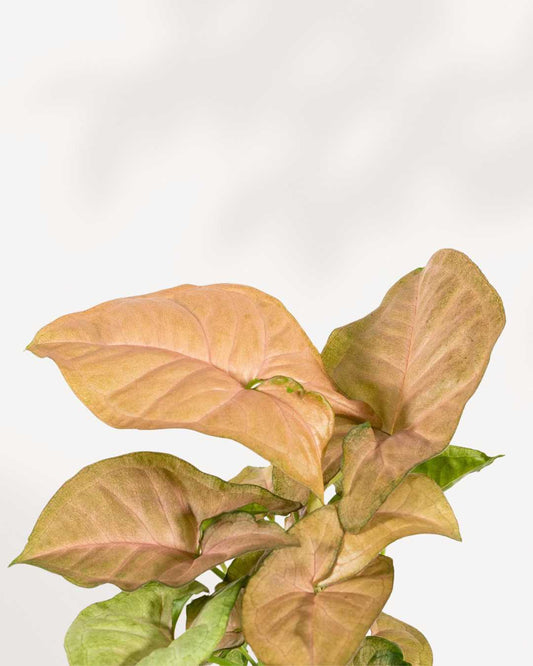 Syngonium Strawberry 4" Pot - Small