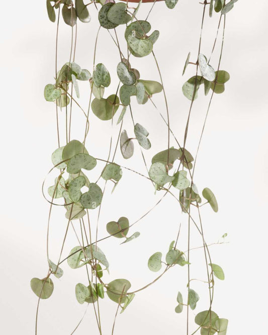 String of Hearts - Silver Glory 2.5" Pot - XSmall