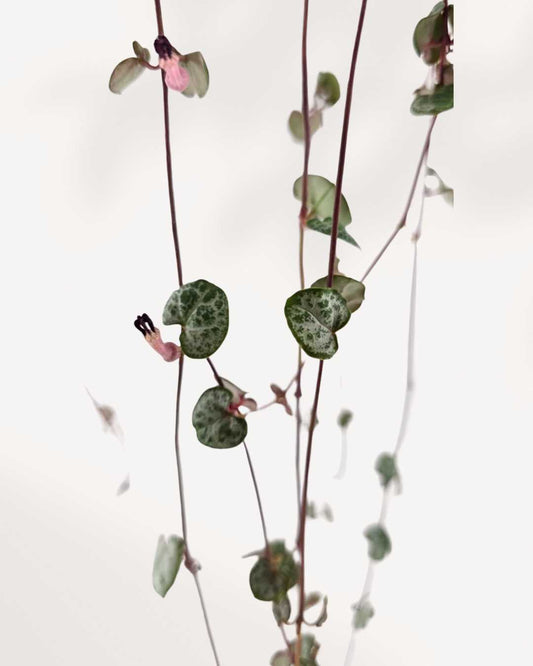 String of Hearts 2.5" Pot - XSmall