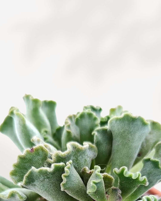 Succulent, Adromischus 3.5" Pot - Single Assorted