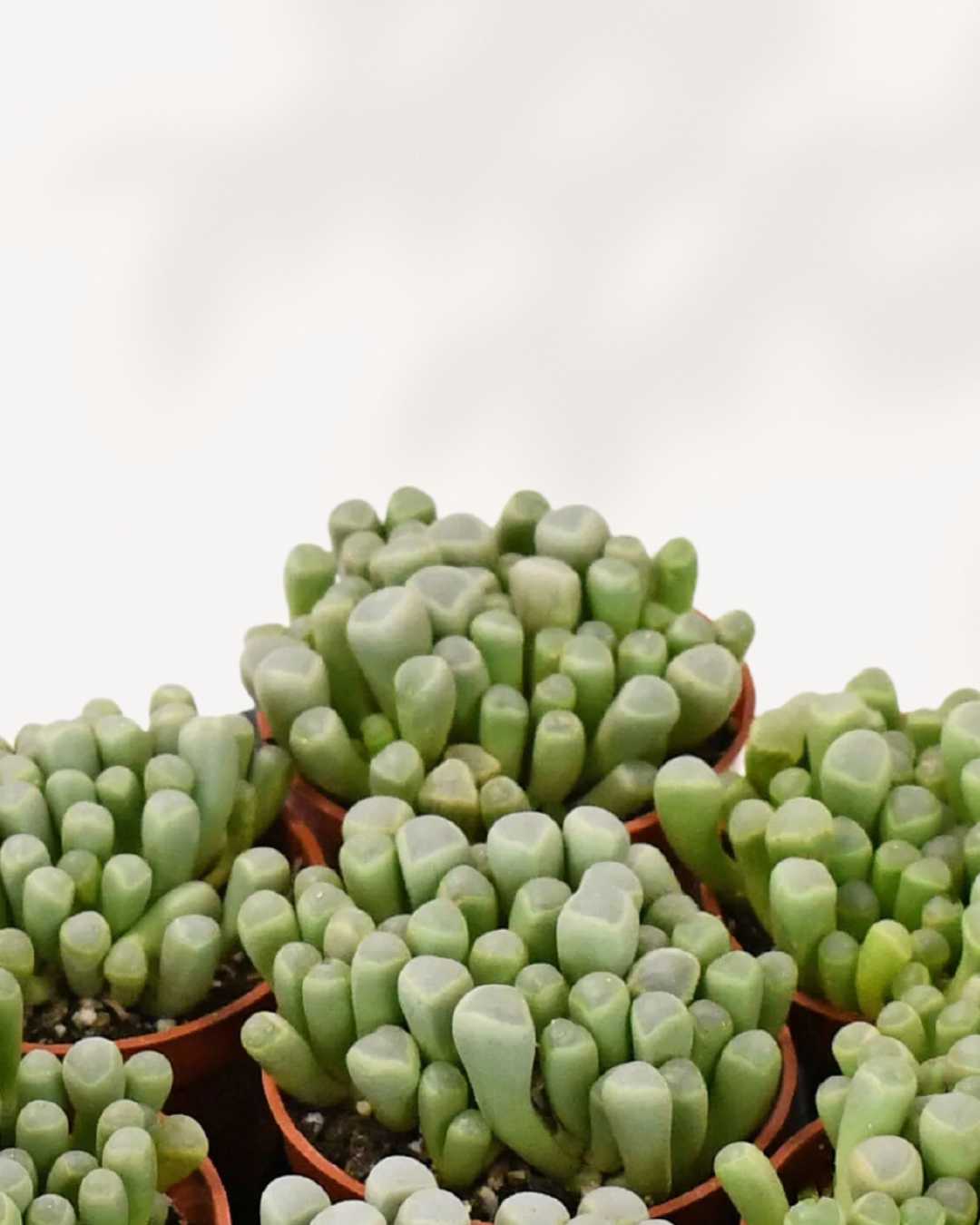 Succulent, Baby Toes