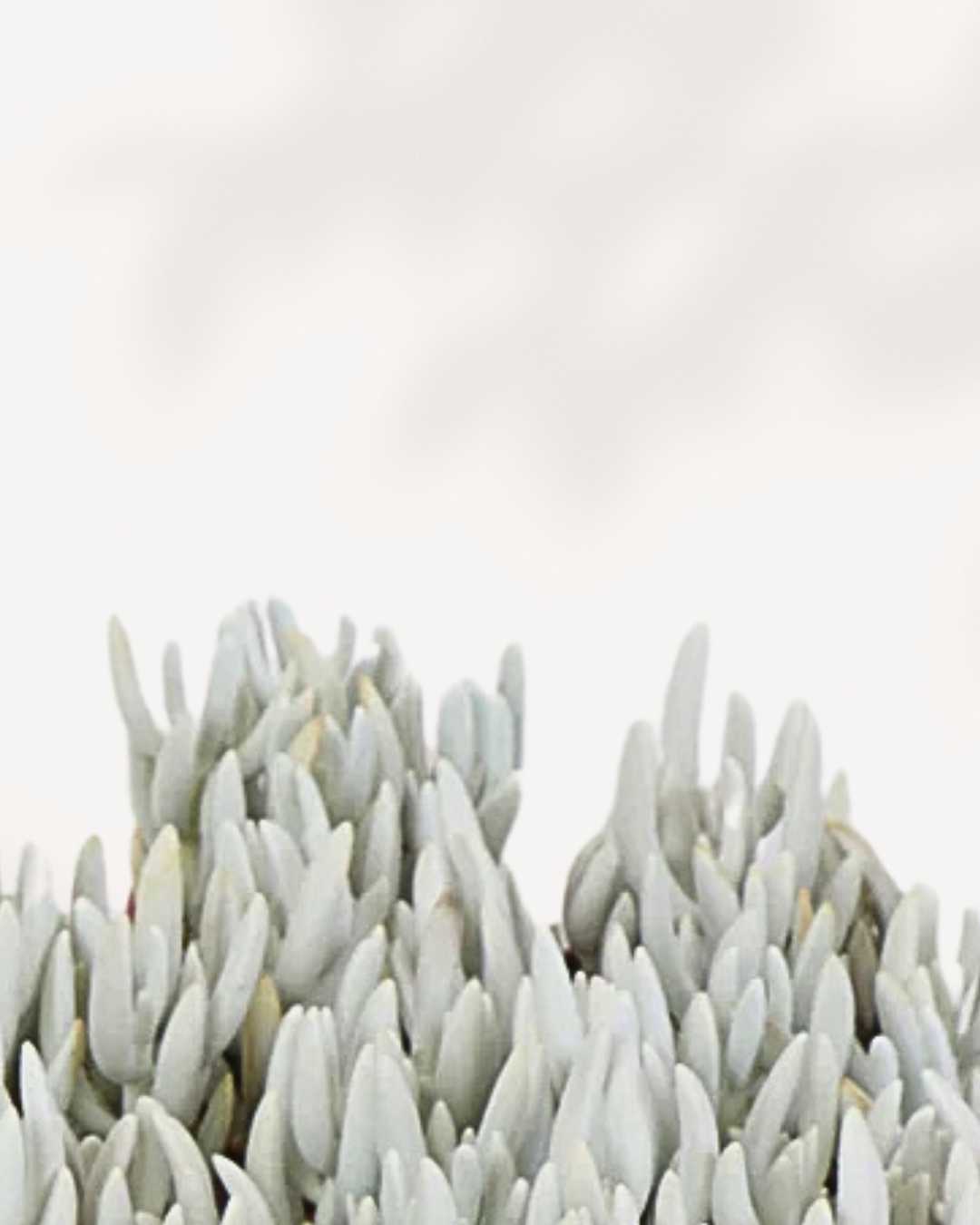 Succulent, Ghost Plant