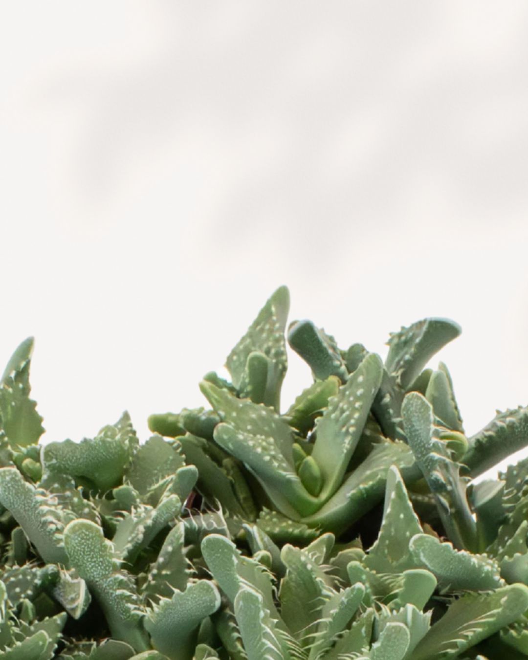 Tiger Jaws Succulent Plant with striking spiky leaves – low-maintenance indoor plant, unique and easy to grow, buy online for fast delivery.