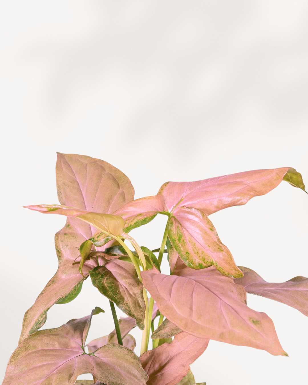 Syngonium Pink Splash