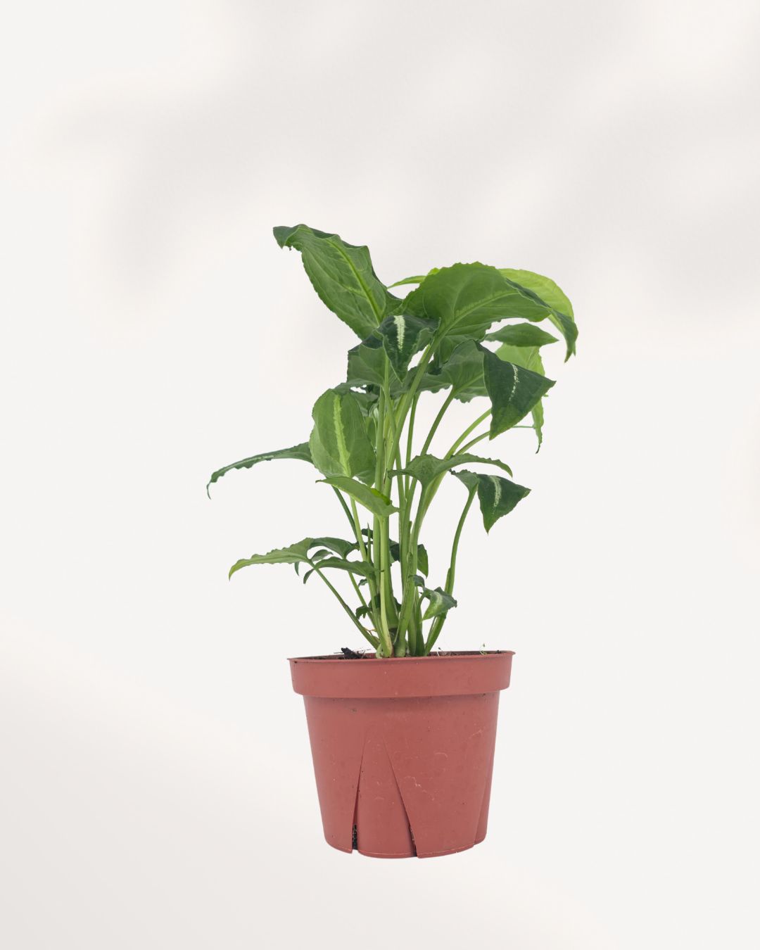 Syngonium Silver Goose plant front view in nursery pot, featuring rare silver mint variegated arrowhead leaves with deep green edges. Exotic tropical houseplant for indoor plant collections, home décor, and plant enthusiasts across Canada.