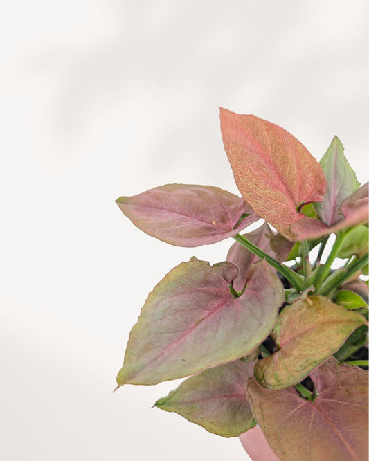 Syngonium Pink Perfection 4" Pot - Small