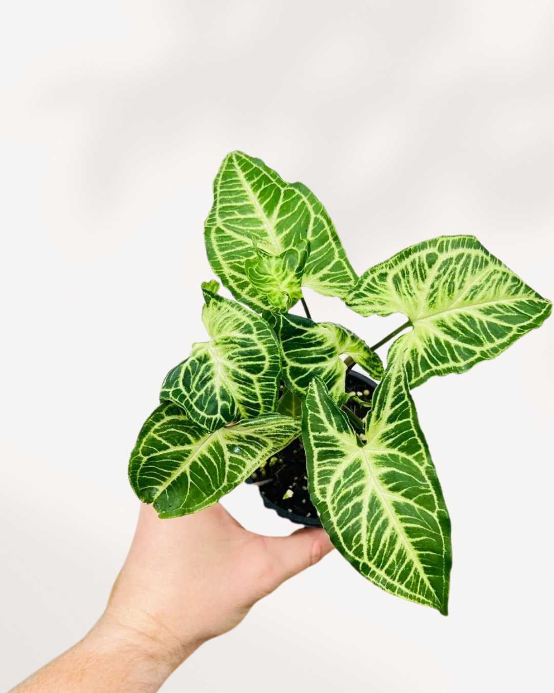 Syngonium Podophyllum Batik
