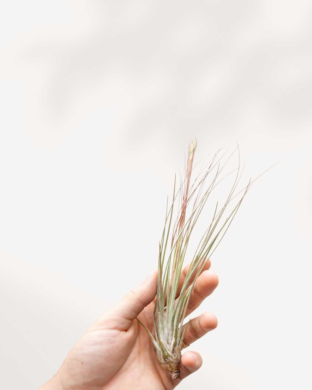 Tillandsia Juncea held in hand to show scale