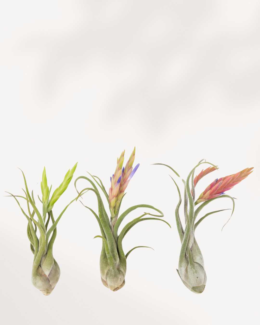 Tillandsia Caput Medusae in bloom with colorful flower spike