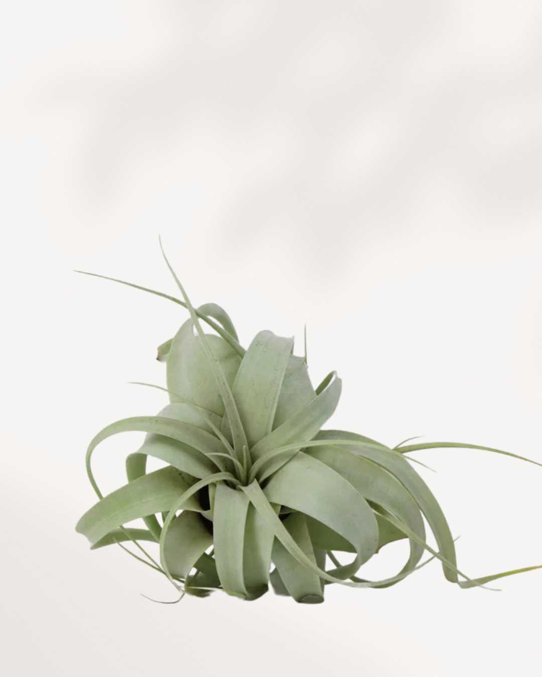 Tillandsia Xerographica 6 inch size showing silvery curled leaves
