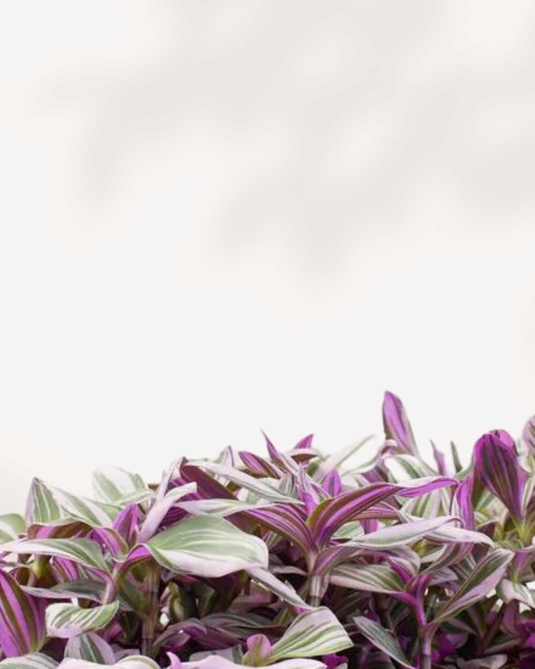 Tradescantia Bubblegum