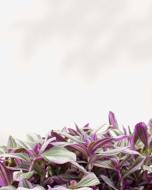 Tradescantia Bubblegum 2.5" Pot - XSmall (expect minor blemishes)