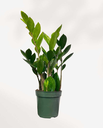 ZZ Plant