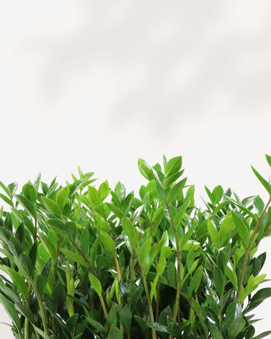 ZZ Plant 4" Pot - Small