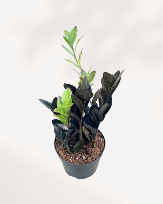 ZZ Raven | Zamioculcas Black Raven