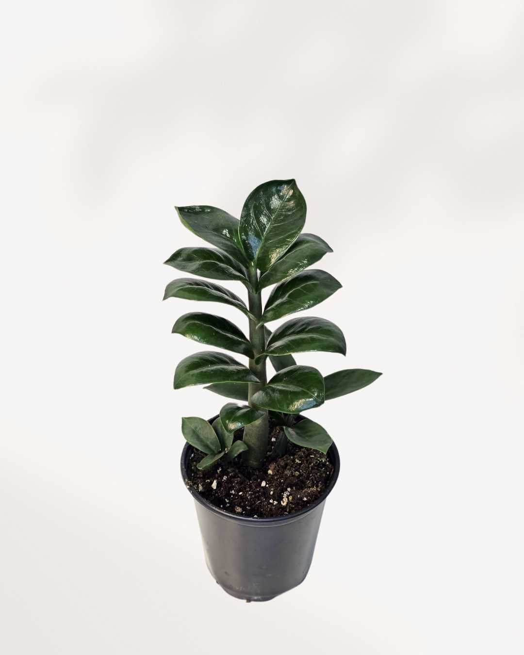 ZZ Plant Zenzi 6" Pot Medium