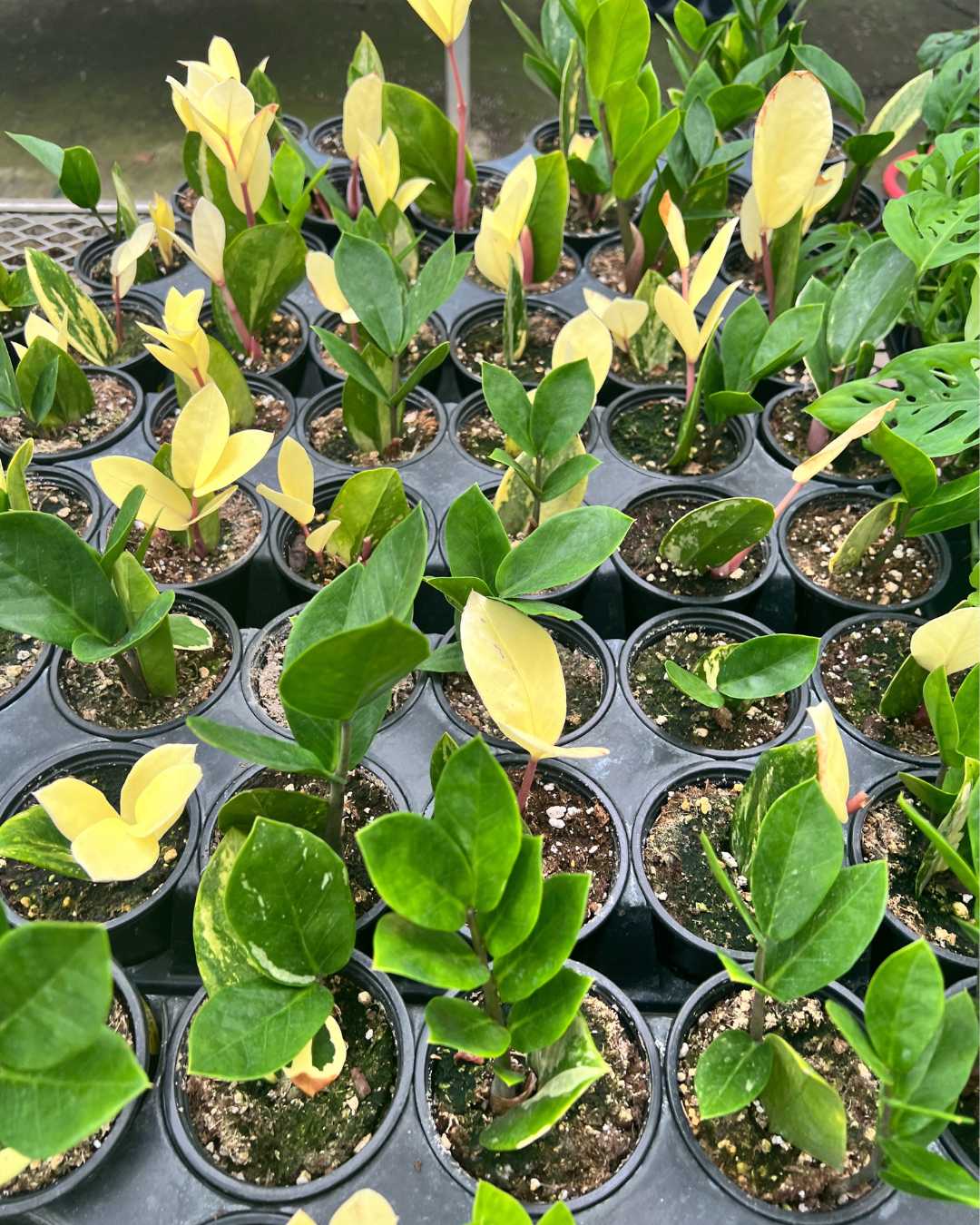 ZZ Variegated Plant
