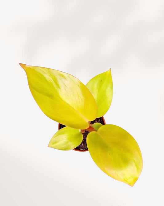 Close-up of Philodendron Mars's bold textured leaves