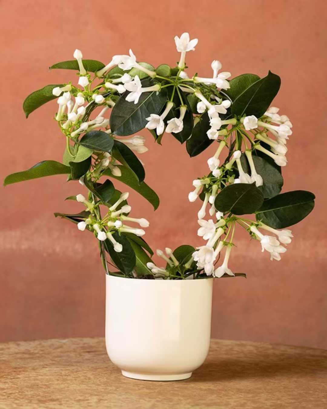 Stephanotis Madagascar Jasmine