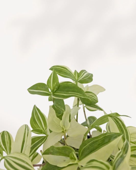 Tradescantia Fluminensis Variegata plant front view in pot showing trailing green and cream variegated leaves, available online and in store Richmond Hill GTA from MyGreenScape