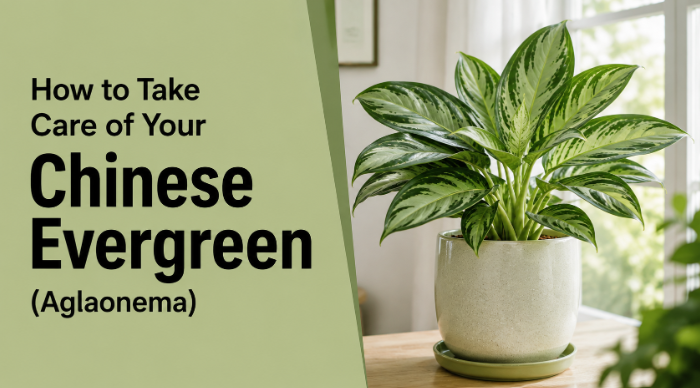 How to take care of your Chinese Evergreen (Aglaonema)