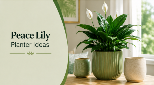 Peace Lily Planter Ideas: Transform Your Space with Elegance and Ease