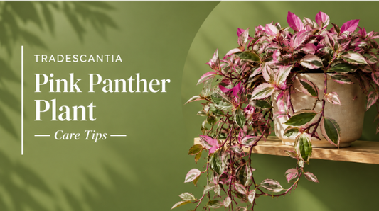 Tradescantia Pink Panther Plant: Best Care Tips and Common Problems